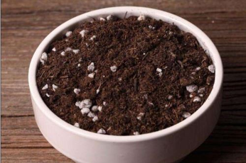 樱花树苗的种植方法,5步即可完成樱花的种植