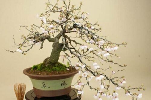 樱花树苗的种植方法,5步即可完成樱花的种植