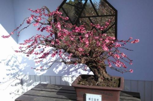 梅花盆景枝干了怎么办,补充水分并做好遮阴措施