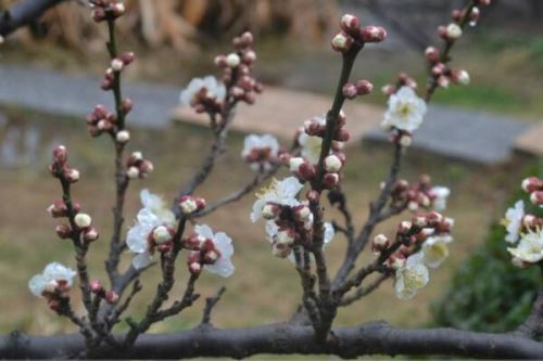 梅花盆景枝干了怎么办,补充水分并做好遮阴措施