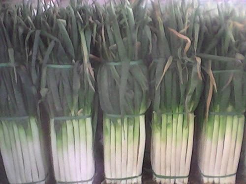 广武大葱