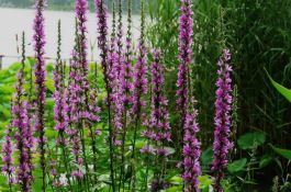 山药褐色腐败病