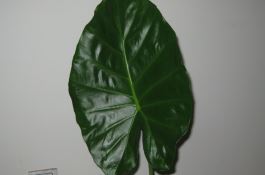 秋白菜包心变实“三招”