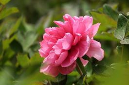 番茄细菌性软腐病防治