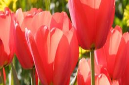 郁金香花谢了如何修剪 郁金香花谢了如何修剪