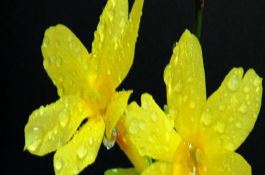 怎样用药治疗玉米叶鞘紫斑病