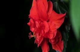 西粉3号（番茄）