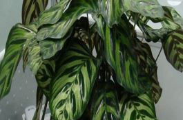 红杂25（番茄）