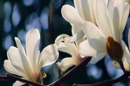 调控温度种好冬棚的黄瓜