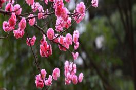 番茄病毒病巧预防