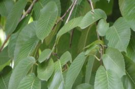 大白菜的黑腐病的症状及防治方法是什么？