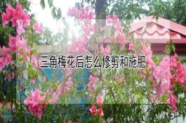 三角梅花后怎么修剪和施肥 三角梅花后怎么修剪和施肥