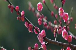 梅花干枯后怎么救活 梅花干枯后怎么救活