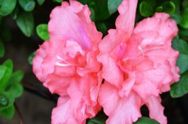 黄瓜越冬高产高效管理措施