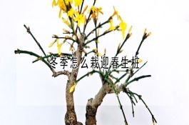 夏秋茬辣椒怎样保花保果？