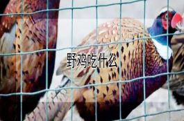 大白菜新品种“北京新四号”、“北京新五号”