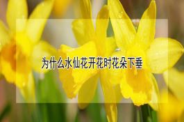 怎样让番茄老秧促新芽
