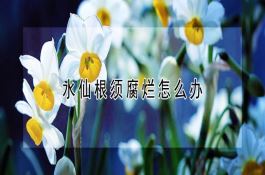 薯尖越冬作种施肥