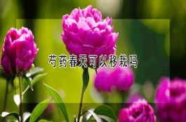 芍药春天可以移栽吗 芍药春天可以移栽吗