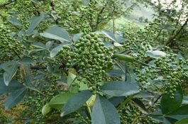 贵州特产（板贵花椒）