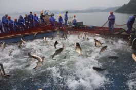 浙江特产(千岛湖鱼) 浙江特产(千岛湖鱼)
