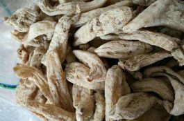 如何管理结果期春早熟茄子