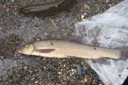 防治桃细菌性穿孔病注意事项