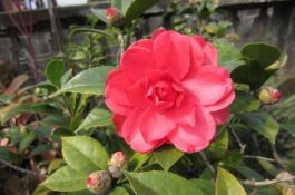 山药褐斑病 山药褐斑病