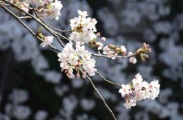 樱花不开花怎么办（及时补充光照以及养分）