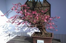 梅花盆景枝干了怎么办(补充水分并做好遮阴措施) 梅花盆景枝干了怎么办(补充水分并做好遮阴措施)