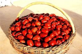 樱桃褐斑病的症状及防治法