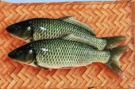 板栗病虫害防治原则 板栗病虫害防治原则