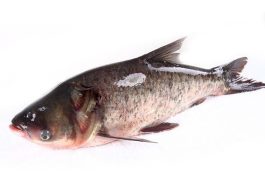 斜架茄子怎样防倒伏