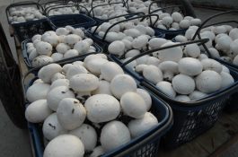 浙江特产(姚庄蘑菇)