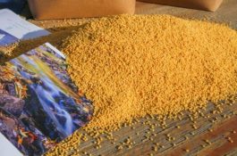 被药害的果树怎么办