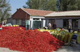 内蒙古特产（开鲁红干椒）