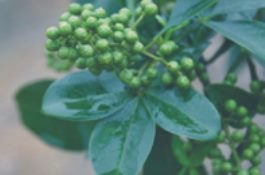 四川特产（洪雅藤椒油）