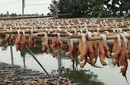 春丝瓜的种植及管理技术