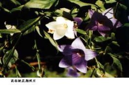 如何提高杏树坐果率