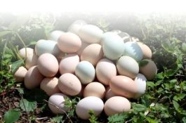 四川特产（旧院黑鸡蛋）