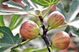 四川特产（威远无花果）