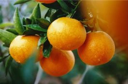 江西特产（靖安椪柑）