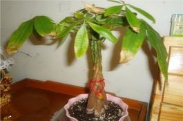 发财树树叶发黄掉落怎么办（发财树叶子发黄怎么补救）