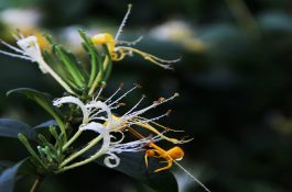 玉米秆种植双孢菇的技术要点