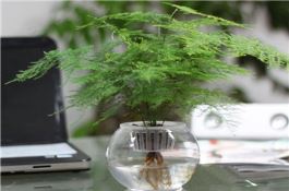 山药栽培技术（一）