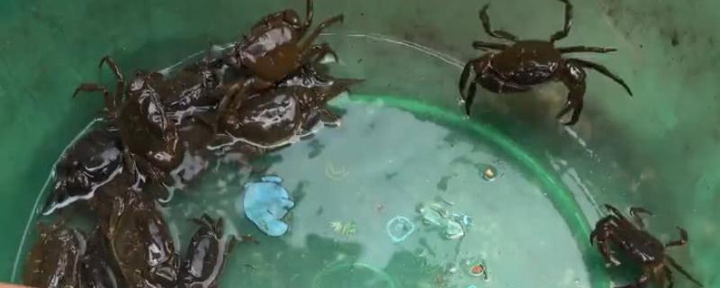 海里抓的小螃蟹怎么养 水深多少合适