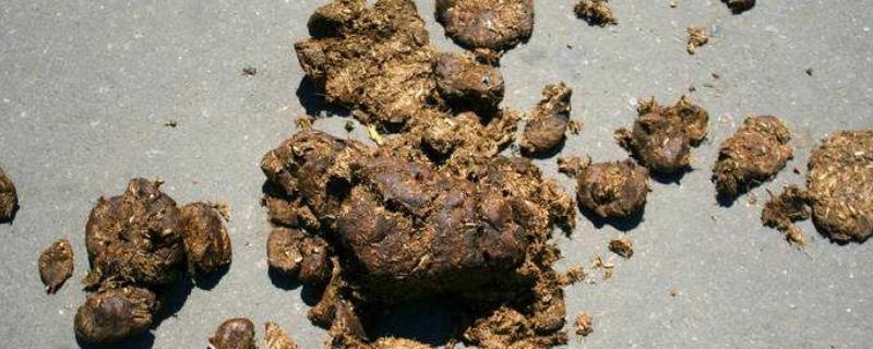 马粪的用途与价值 如何发酵成有机肥