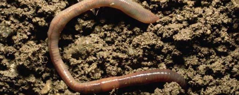 什么土质蚯蚓最多 蚯蚓越多代表土质越好吗？
