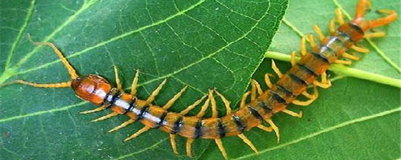 蜈蚣容易打死吗？