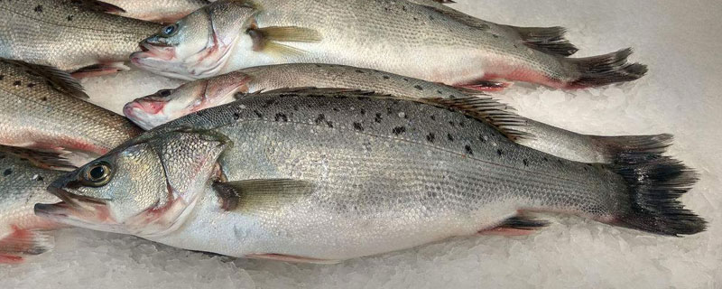 鲈鱼要去鱼鳞吗？